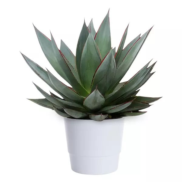 Agave 'Shaka Zulu' 22 cm