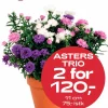Multibuy: Asters Trio 11 cm