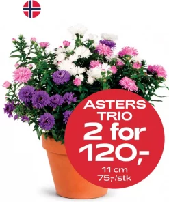 Multibuy: Asters Trio 11 cm