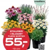 Medlemstilbud: Stauder i blomst 13 cm - 55.-