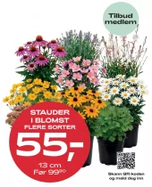 Medlemstilbud: Stauder i blomst 13 cm - 55.-