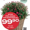 Medlemstilbud: Frilandskrysantemum 19 cm - 99,90