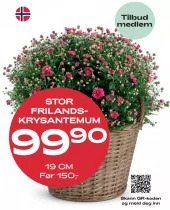 Medlemstilbud: Frilandskrysantemum 19 cm - 99,90