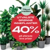 Medlemstilbud: Utvalgte grønne inneplanter 40%