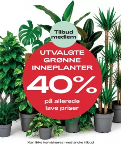 Medlemstilbud: Utvalgte grønne inneplanter 40%
