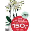 Medlemstilbud: Phalaenopsis - Orkide hvit 12 cm 5 grenet - 150.-