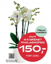 Medlemstilbud: Phalaenopsis - Orkide hvit 12 cm 5 grenet - 150.-