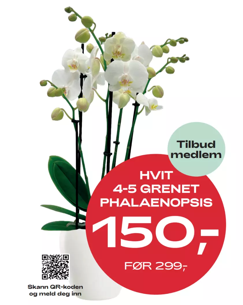 Medlemstilbud: Phalaenopsis - Orkide hvit 12 cm 5 grenet - 150.-