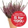 Multibuy: Høstlyng Calluna 11 cm - 5 for 199