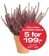 Multibuy: Høstlyng Calluna 11 cm - 5 for 199