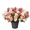 Hydrangea Paniculata 'Groundbreaker' 15 cm