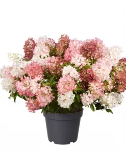Hydrangea Paniculata 'Groundbreaker' 15 cm