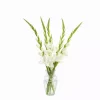 Bukett Gladiol