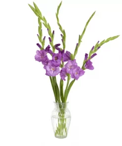 Bukett Gladiol mini
