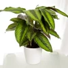 Calathea - Fiskebensplante Sanderiana 14 cm