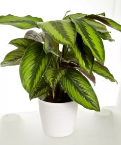 Calathea - Fiskebensplante Sanderiana 14 cm