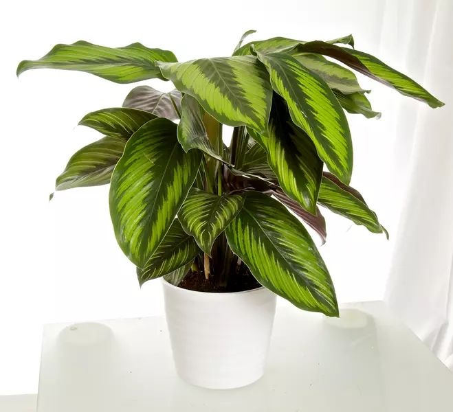 Calathea - Fiskebensplante Sanderiana 14 cm