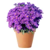 Asters Novi Belgii 21 cm