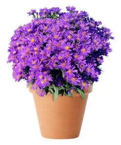 Asters Novi Belgii 21 cm