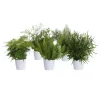 Aspargus miks 12 cm