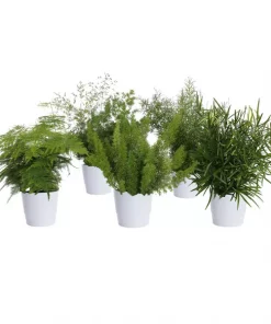 Aspargus miks 12 cm