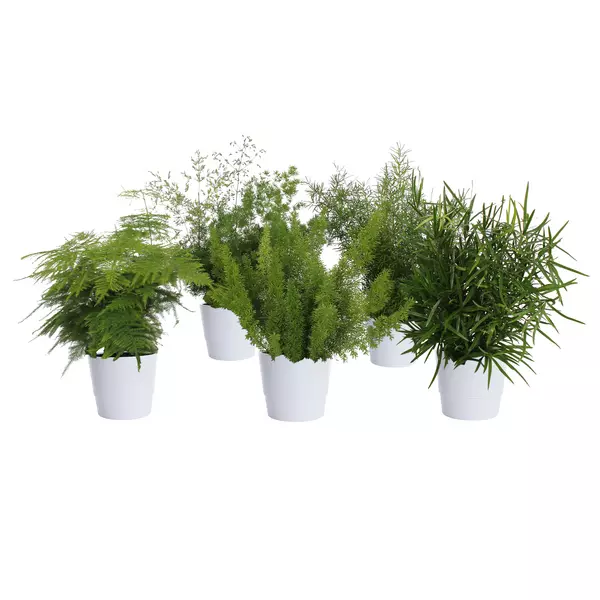Aspargus miks 12 cm