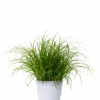 Cyperus Zumula - Kattegress 12 cm