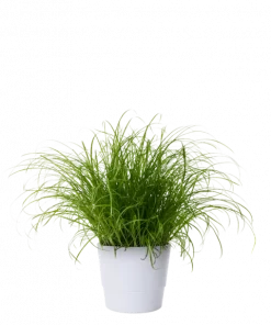 Cyperus Zumula - Kattegress 12 cm