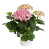 Hortensia 14 cm