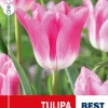 Tulipa 'Royal Ten' Tulipan