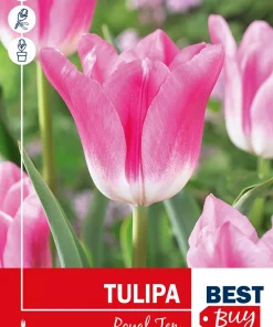 Tulipa 'Royal Ten' Tulipan