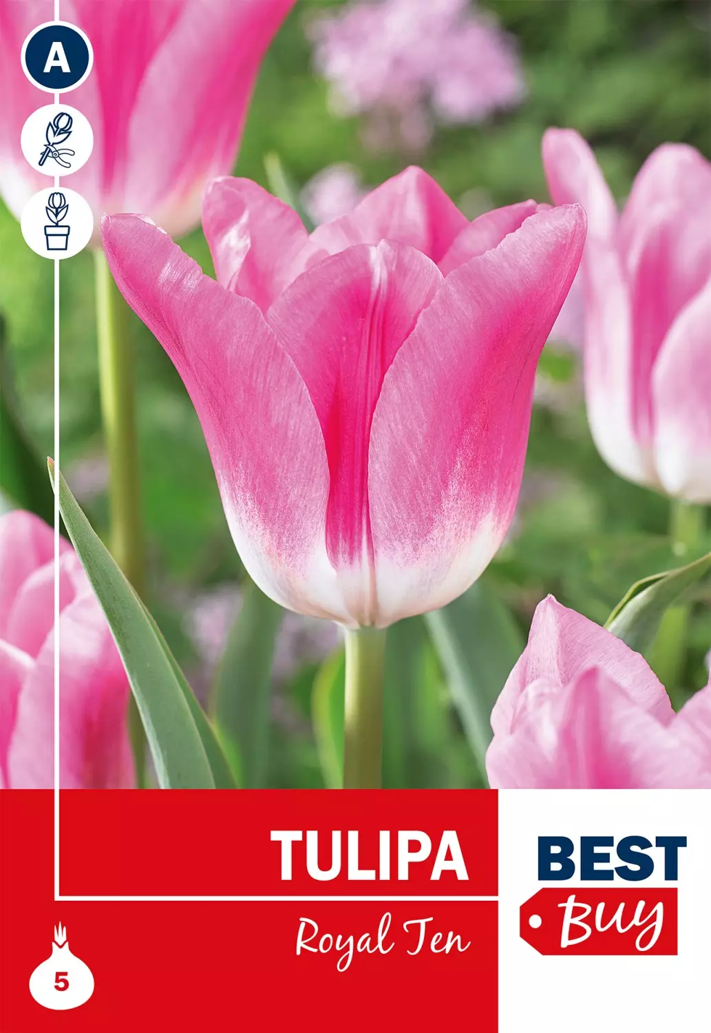 Tulipa 'Royal Ten' Tulipan