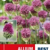 Allium Sphaerocephalon - Kuleløk