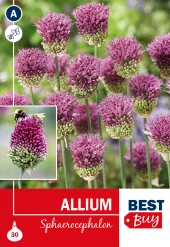 Allium Sphaerocephalon - Kuleløk