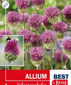 Allium Sphaerocephalon - Kuleløk