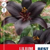 Lilium Black - Liljer