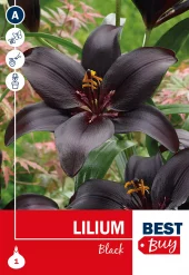 Lilium Black - Liljer