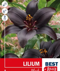 Lilium Black - Liljer