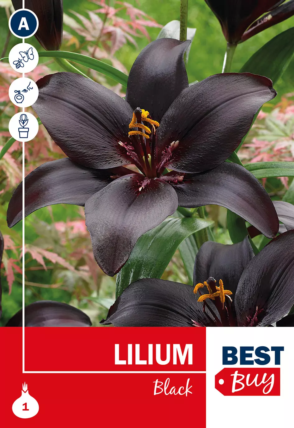 Lilium Black - Liljer