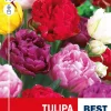 Tulipa 'Double Late' Mix - Tulipan
