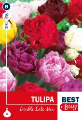 Tulipa 'Double Late' Mix - Tulipan