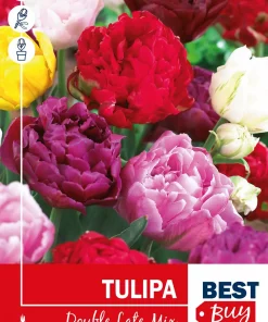Tulipa 'Double Late' Mix - Tulipan