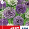 Allium 'Sensation' Mix - Prydløk