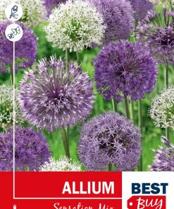 Allium 'Sensation' Mix - Prydløk
