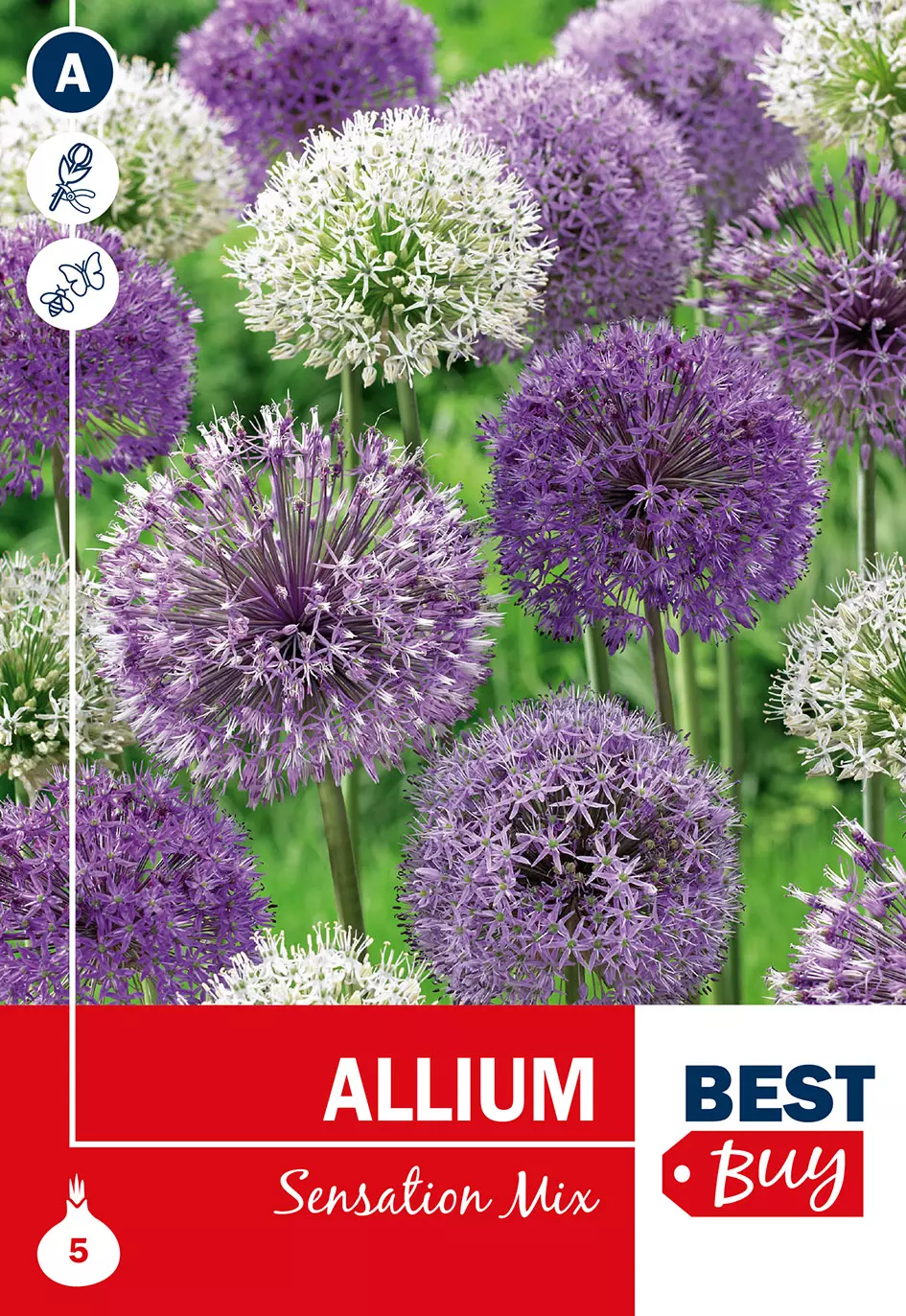 Allium 'Sensation' Mix - Prydløk