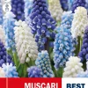 Muscari Mix - Perleblomst