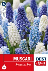 Muscari Mix - Perleblomst