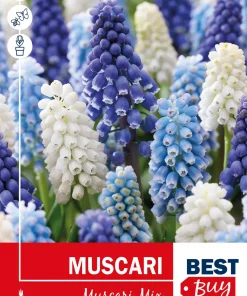 Muscari Mix - Perleblomst