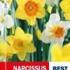 Narcissus Largecupped Mix - Påskelilje