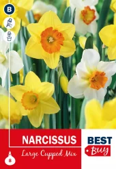 Narcissus Largecupped Mix - Påskelilje